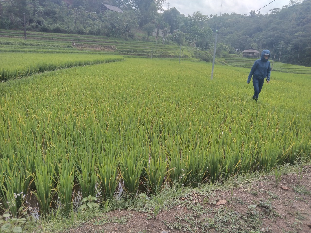 Kiểm tra diện tích lúa và các bệnh sâu hại lúa tại các thôn trên địa bàn xã